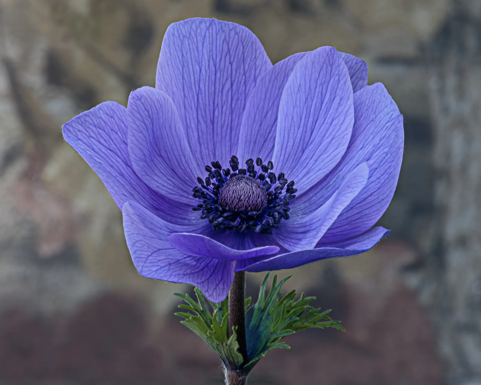 Poppy-Flowered Anemone (Anemone Coronaria) — scientifically known as Anemone coronaria; with a spread of about 6 to 9 inches, image 87
