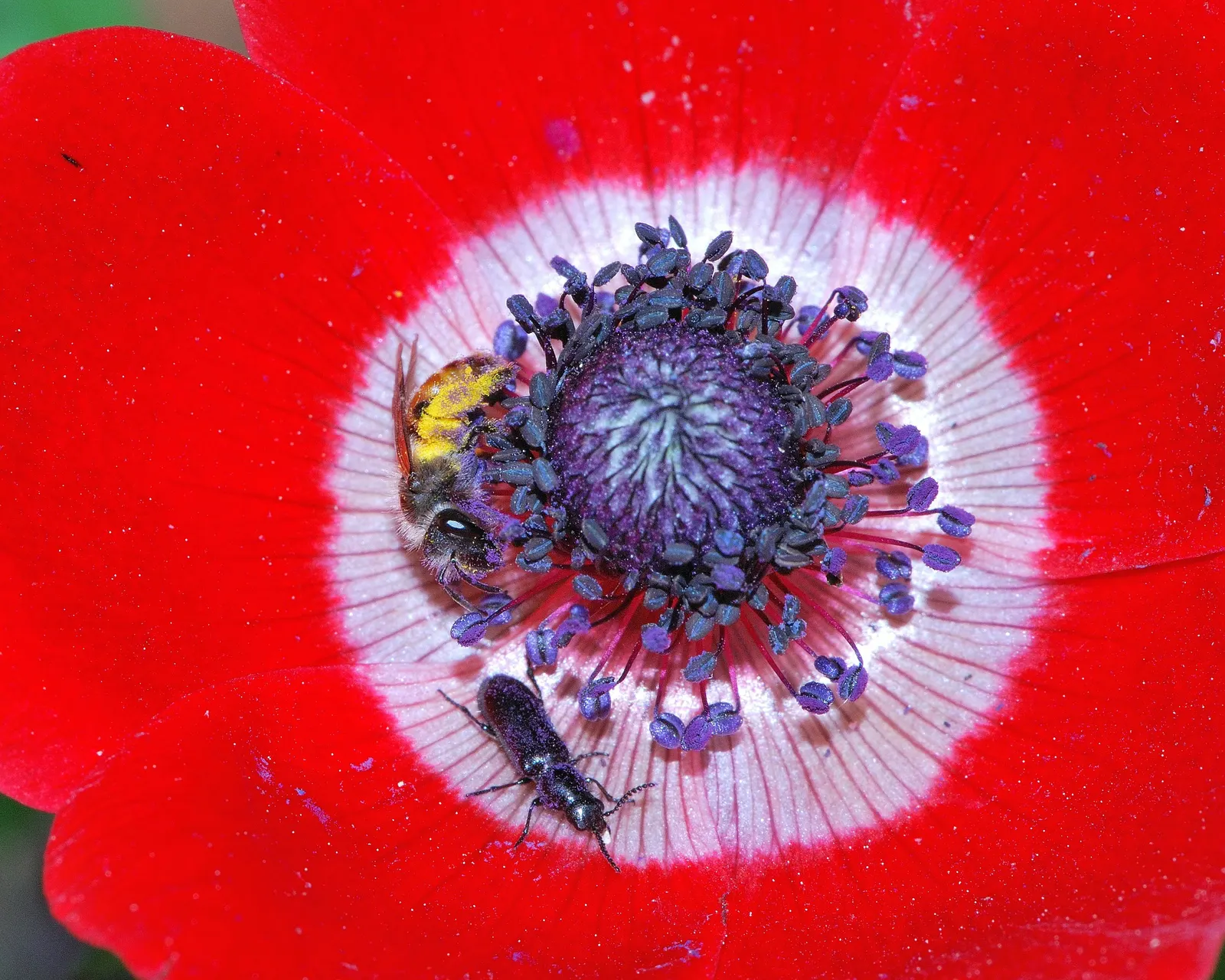 Poppy-Flowered Anemone (Anemone Coronaria) — blue flowers in the garden; as suggested by its common name