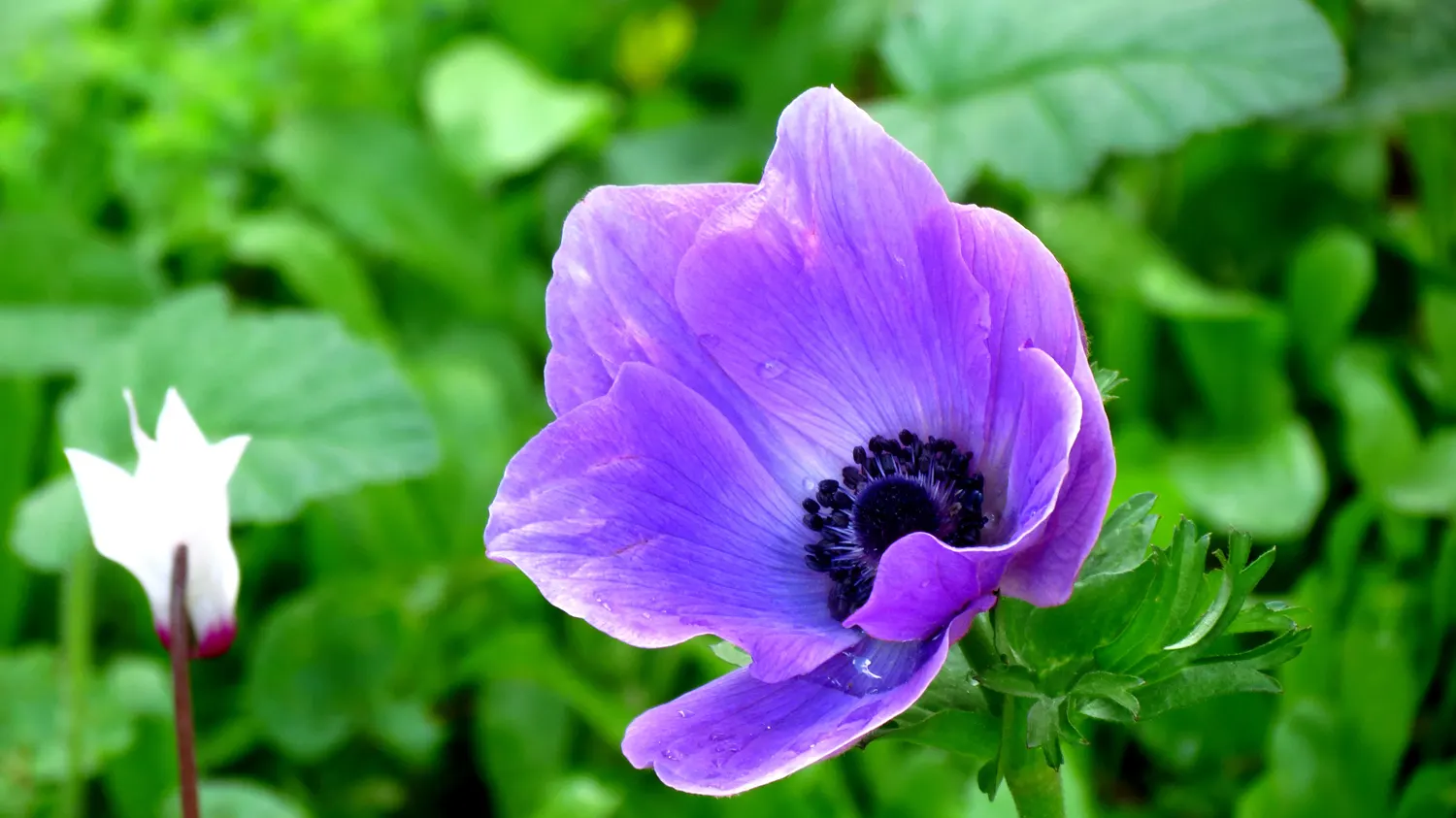 Poppy-Flowered Anemone (Anemone Coronaria) — is a charming and vibrant perennial that's prized for its decorative use in gardens; anemone coronaria prefers