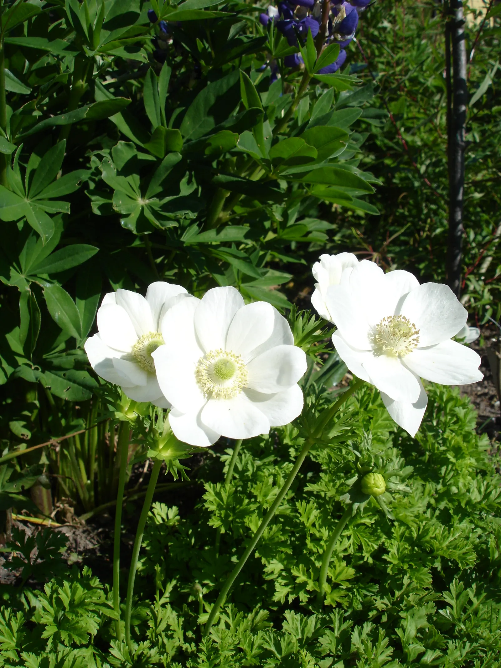 Poppy-Flowered Anemone (Anemone Coronaria) — They are not significantly prone to pests or diseases; each featuring a black or yellow central eye, image 103