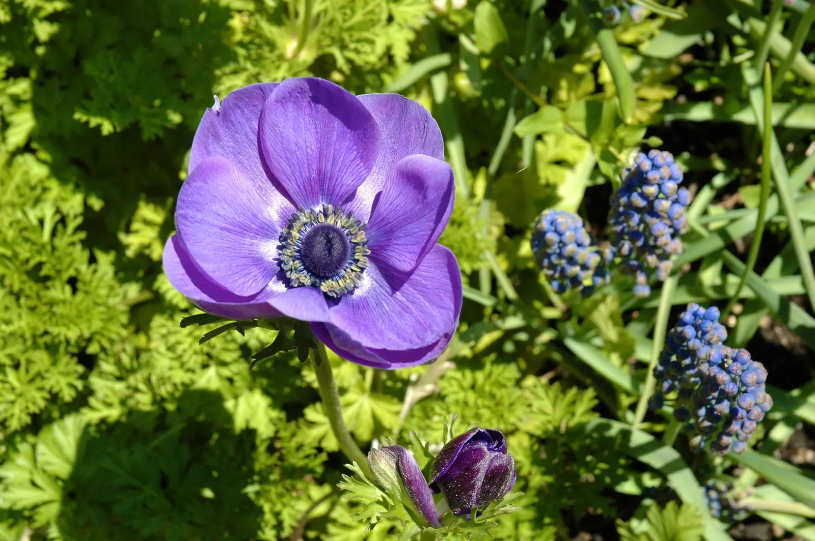 Poppy-Flowered Anemone (Anemone Coronaria) — this plant boasts a striking resemblance to poppies