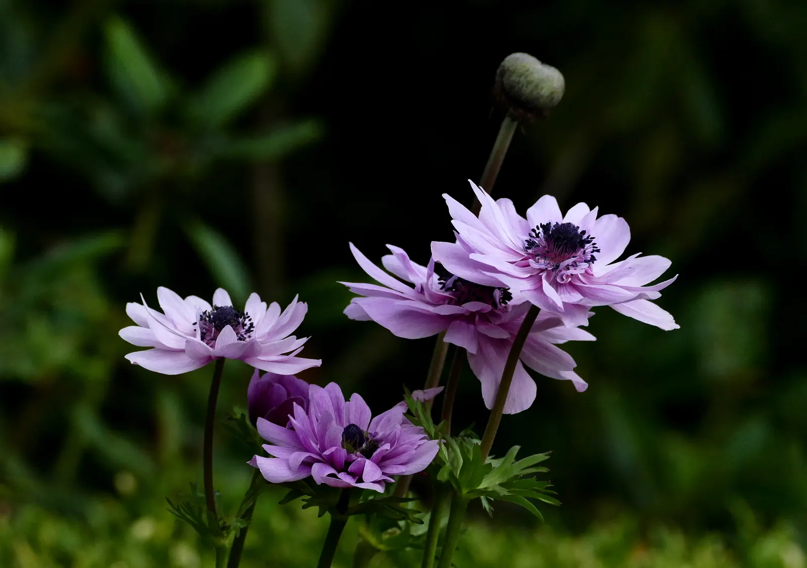 Poppy-Flowered Anemone (Anemone Coronaria) — They are hardy in USDA zones 7 to 10; blooms emerge in spring, showcasing cup-shaped, poppy-like, image 101