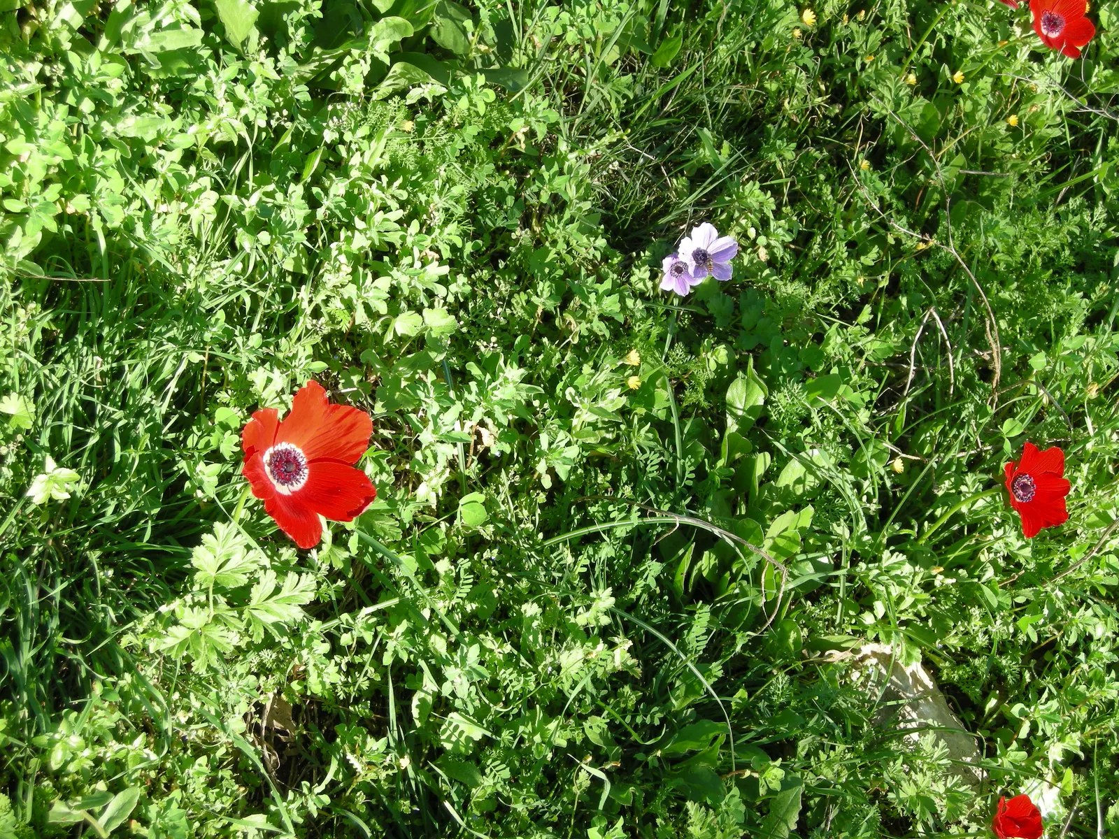 Poppy-Flowered Anemone (Anemone Coronaria) — When designing with Anemone coronaria; they reach a height of 9-18 inches with a spread of 6-9 inches, image 105