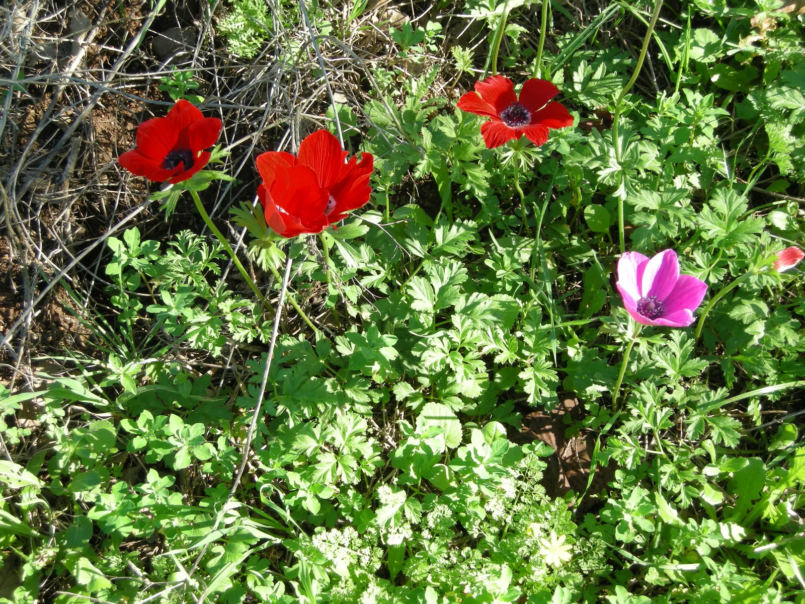 Poppy-Flowered Anemone (Anemone Coronaria) — offering a compact growth habit ideal for border fronts