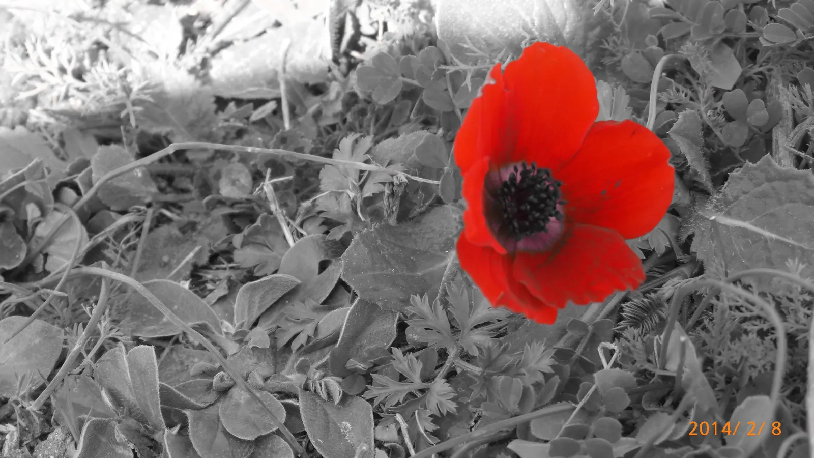 Poppy-Flowered Anemone (Anemone Coronaria) — this plant boasts a striking resemblance to poppies; scientifically known as Anemone coronaria, image 63