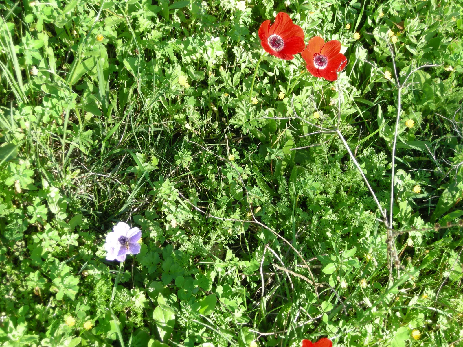 Poppy-Flowered Anemone (Anemone Coronaria) — The Poppy-Flowered Anemone, Anemone coronaria, is a vibrant perennial, thriving in Zones 7-10; plant in