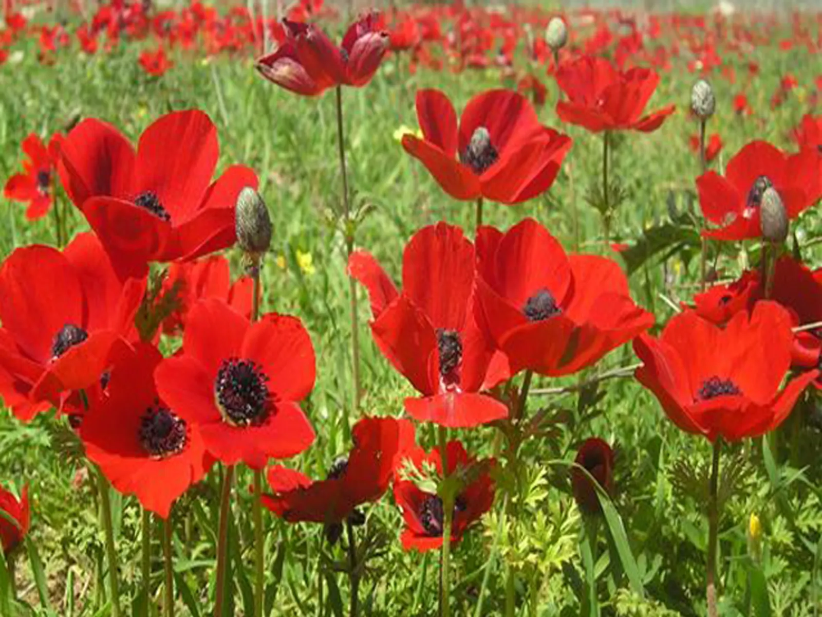 Poppy-Flowered Anemone (Anemone Coronaria) — scientifically known as Anemone coronaria; with a spread of about 6 to 9 inches, image 60