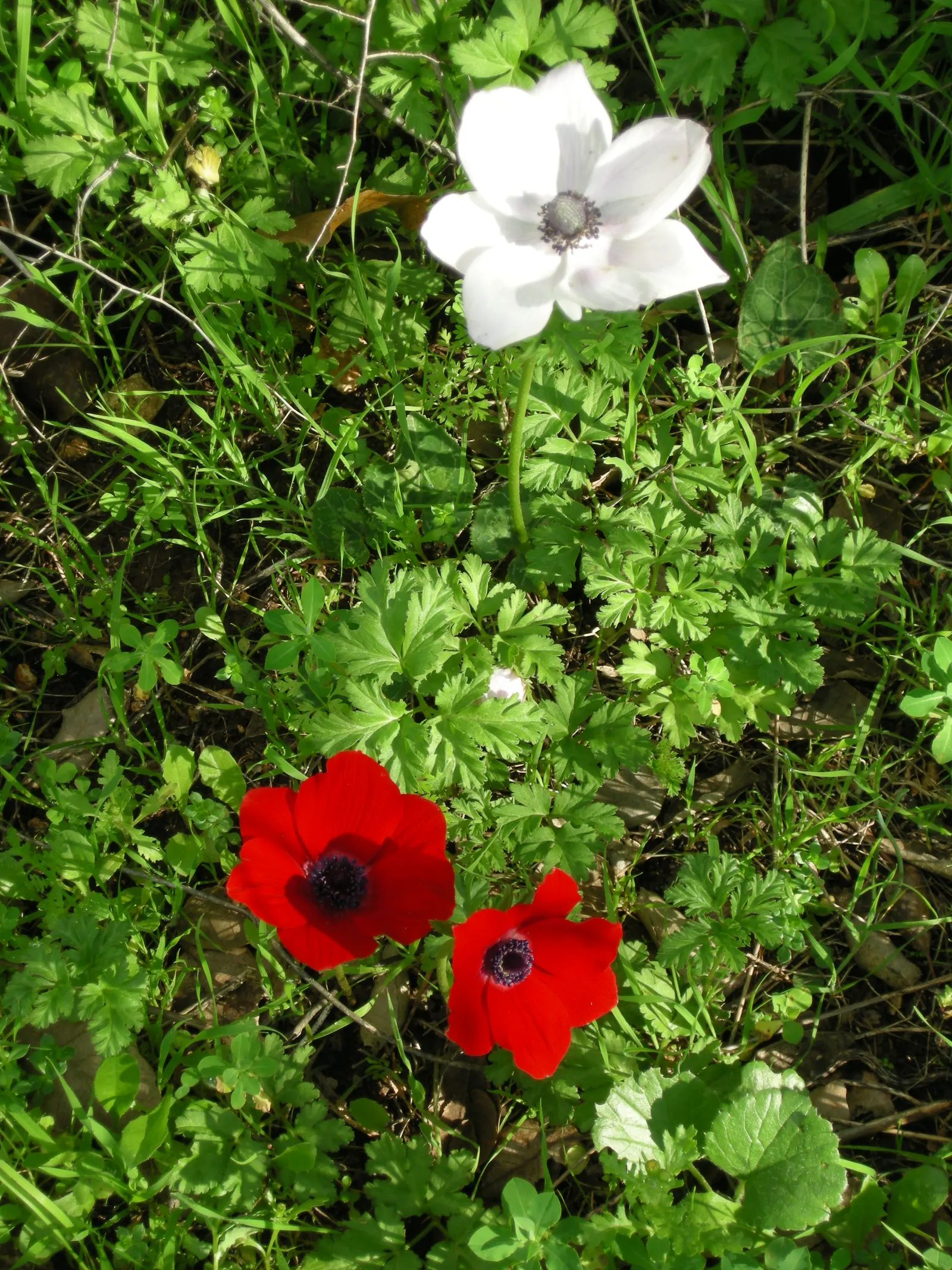Poppy-Flowered Anemone (Anemone Coronaria) — The flowers come in a variety of hues including red; a noteworthy aspect is their blooming season which spans from