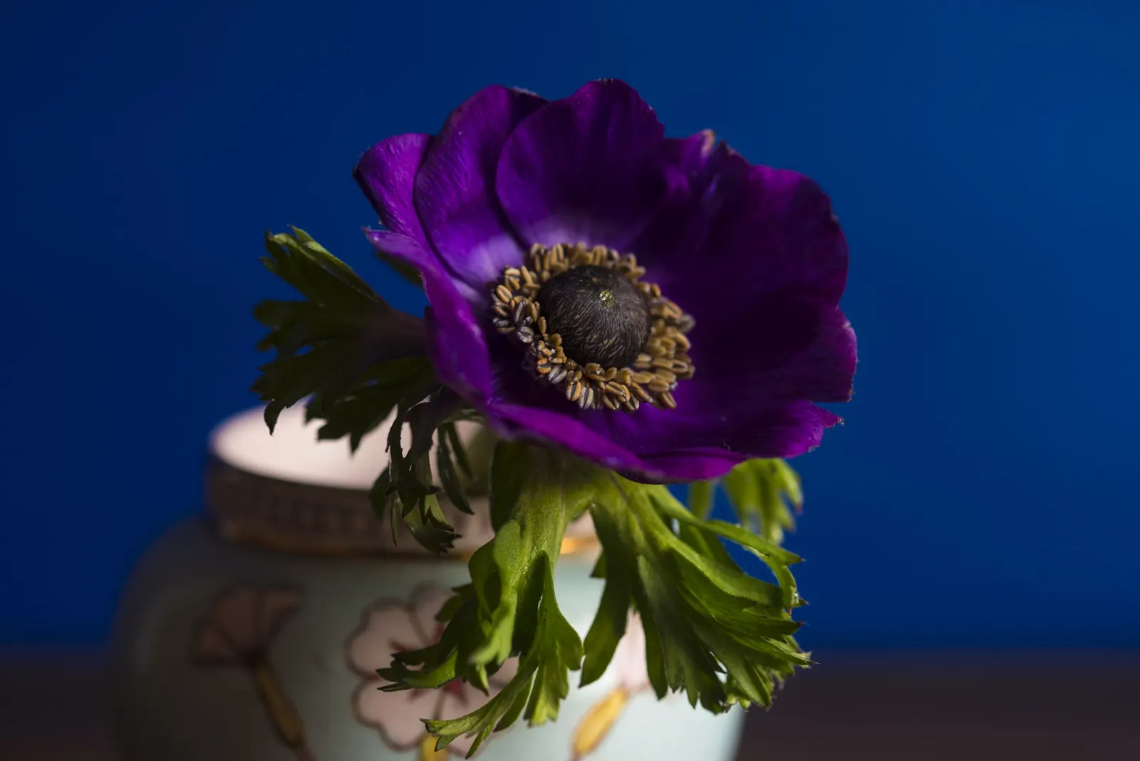 Poppy-Flowered Anemone (Anemone Coronaria) — Plant in well-drained soil and full to partial sun for optimal growth; blue flowers in the garden