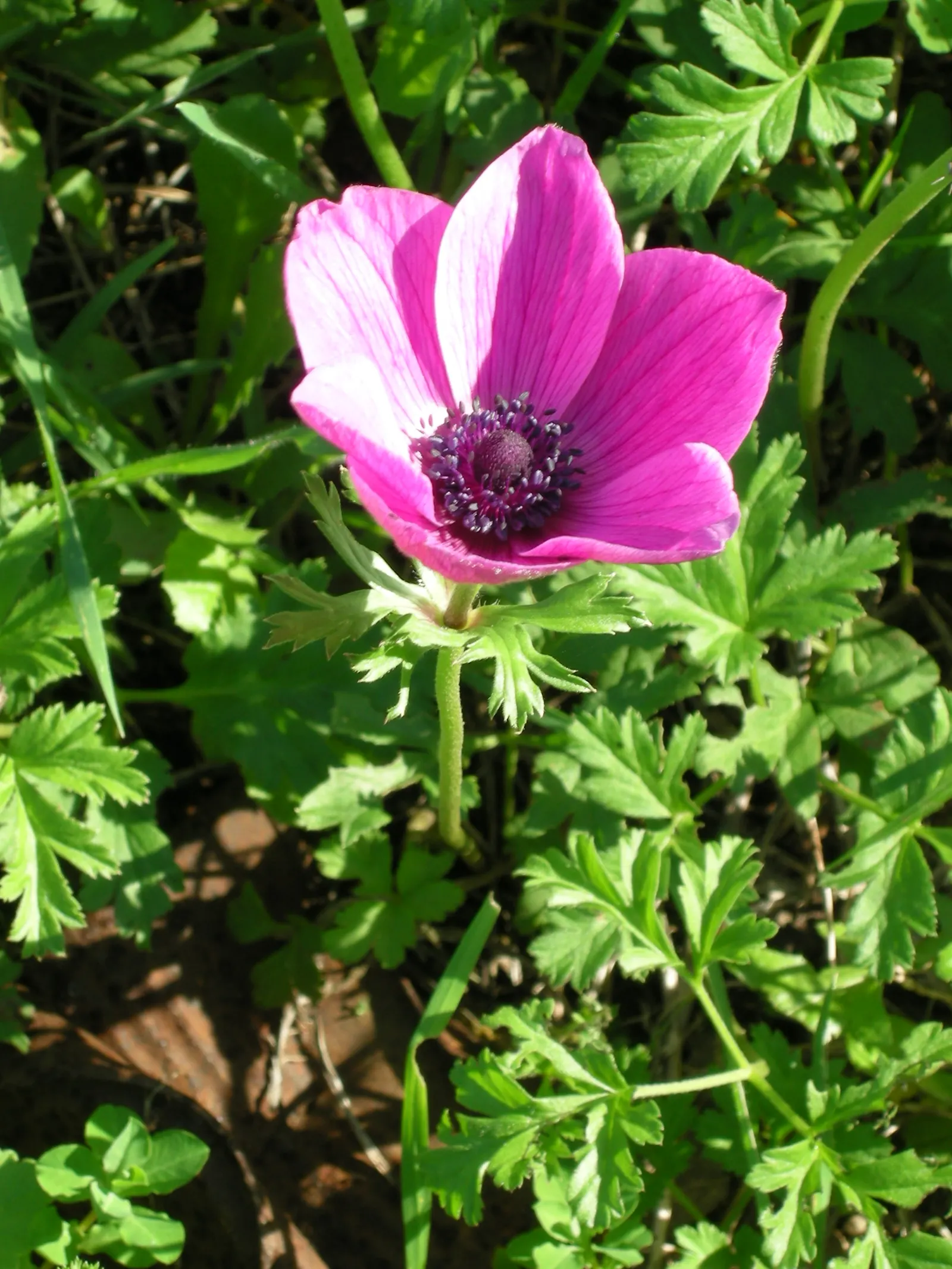 Poppy-Flowered Anemone (Anemone Coronaria) — They reach a height of 9-18 inches with a spread of 6-9 inches; providing an attractive lacy, image 57