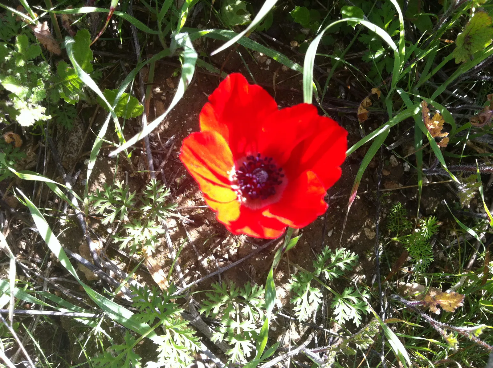 Poppy-Flowered Anemone (Anemone Coronaria) — measuring up to 2 to 3 inches across, image 41