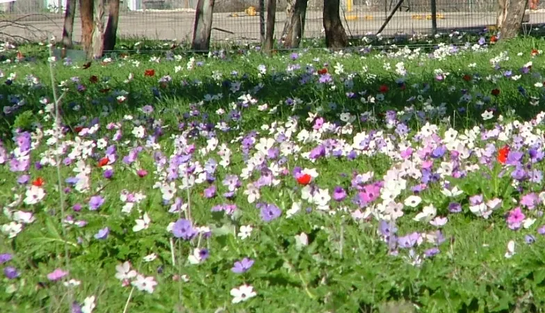 Poppy-Flowered Anemone (Anemone Coronaria) — Anemone coronaria typically reaches a height of 12 to 18 inches; they are hardy in USDA zones 7 to 10, image 92