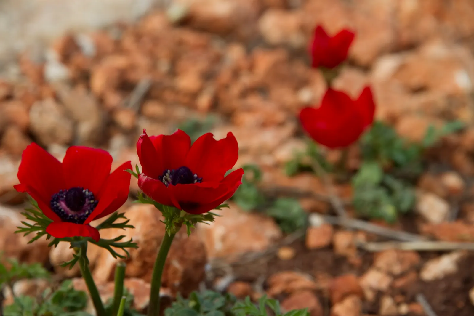 Poppy-Flowered Anemone (Anemone Coronaria) — The Poppy-Flowered Anemone, Anemone coronaria, is a vibrant perennial, thriving in Zones 7-10