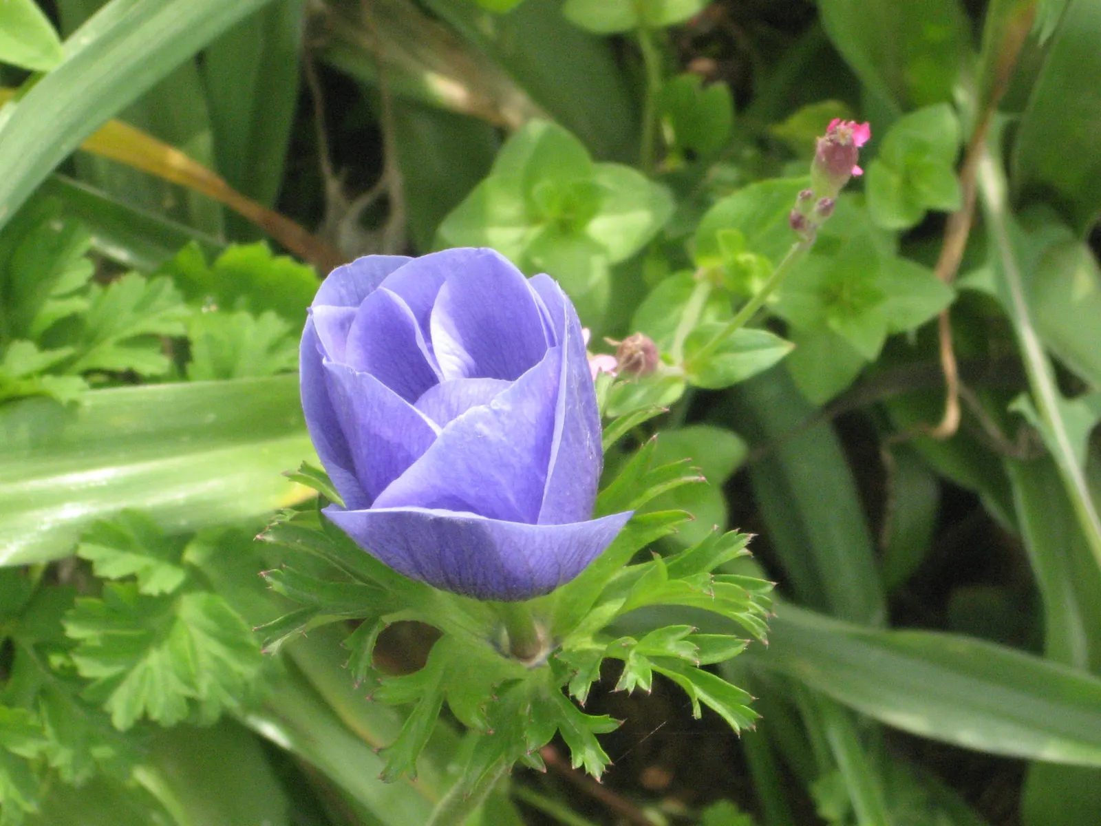 Poppy-Flowered Anemone (Anemone Coronaria) — Blooms emerge in spring, showcasing cup-shaped, poppy-like flowers in hues of red, blue, pink, or white