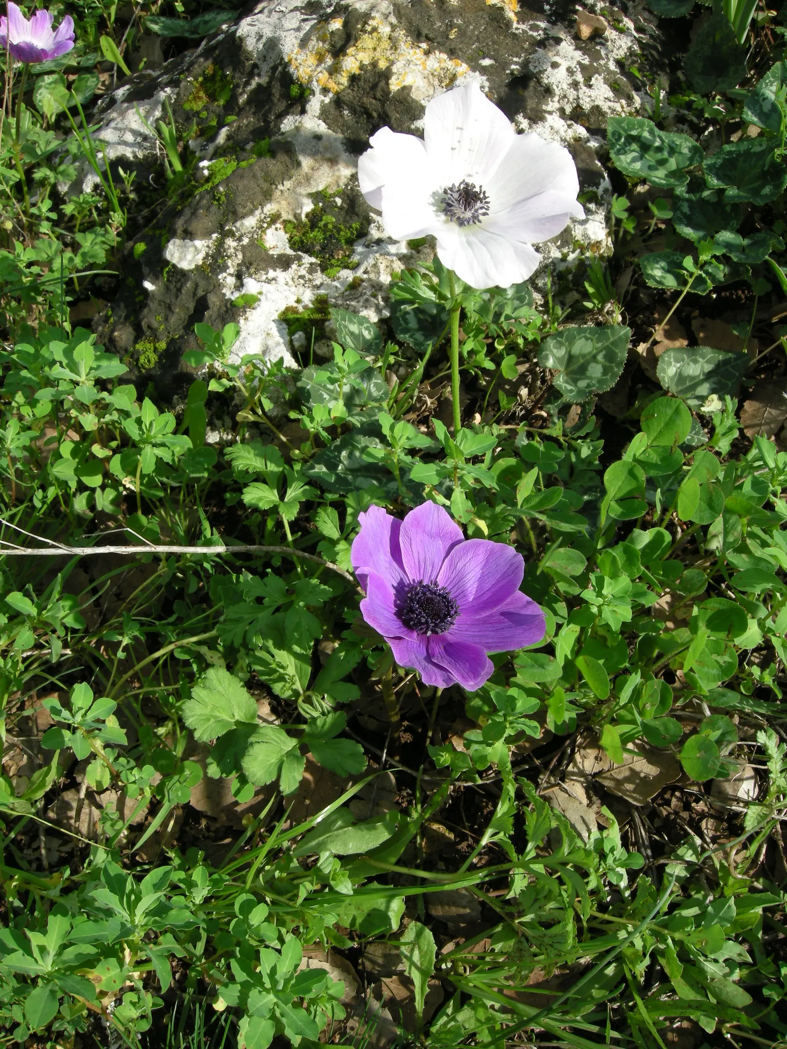 Poppy-Flowered Anemone (Anemone Coronaria) — providing an attractive lacy background that further accentuates the bold flowers.<br><br>For optimal, image 99