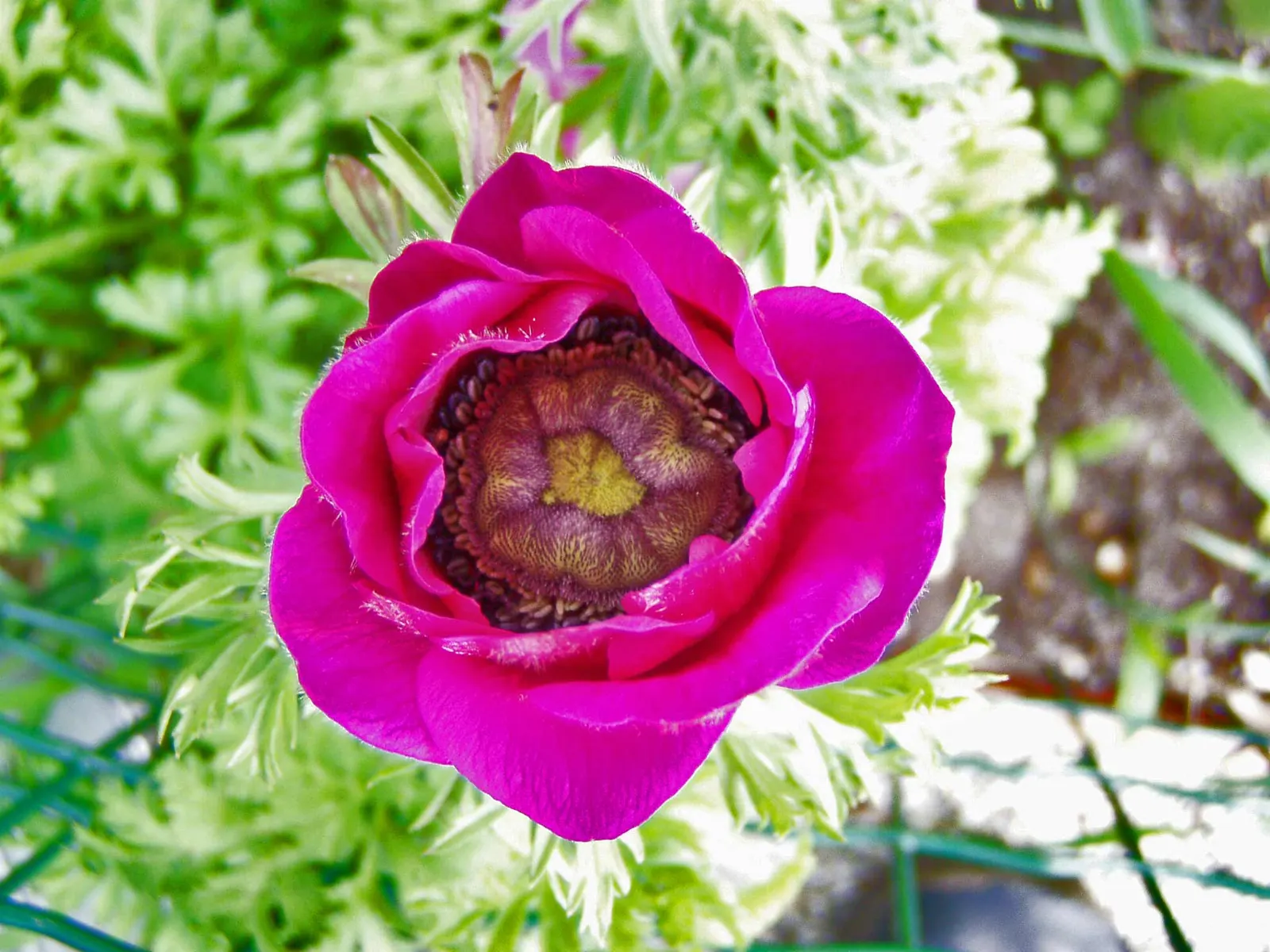 Poppy-Flowered Anemone (Anemone Coronaria) — is a charming and vibrant perennial that's prized for its decorative use in gardens; anemone coronaria, image 88