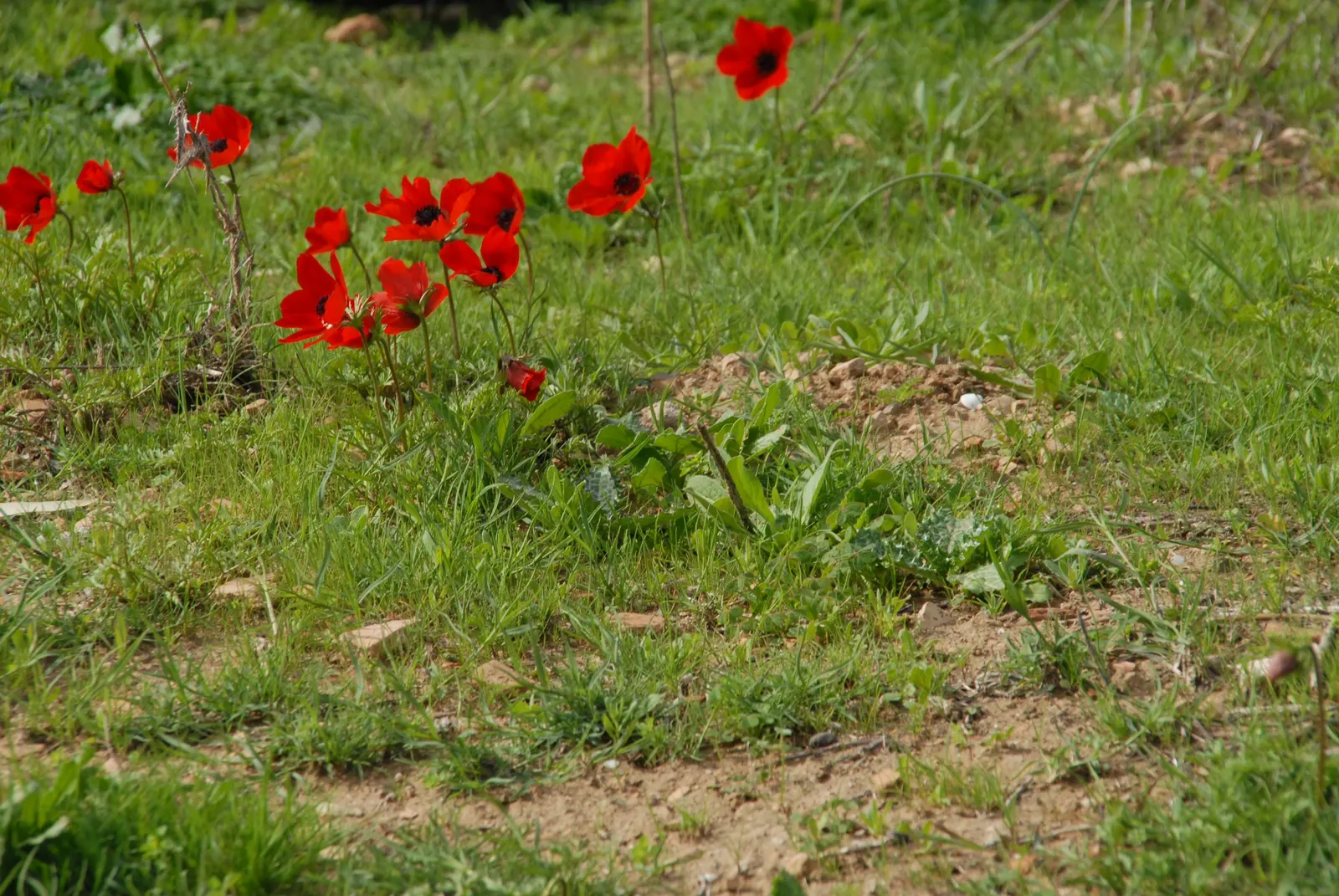 Poppy-Flowered Anemone (Anemone Coronaria) — annual / perennial with blue blooms; the foliage is finely dissected, image 80