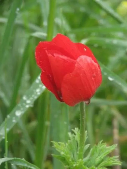 Poppy-Flowered Anemone (Anemone Coronaria) — providing an attractive lacy background that further accentuates the bold flowers.<br><br>For optimal, image 72