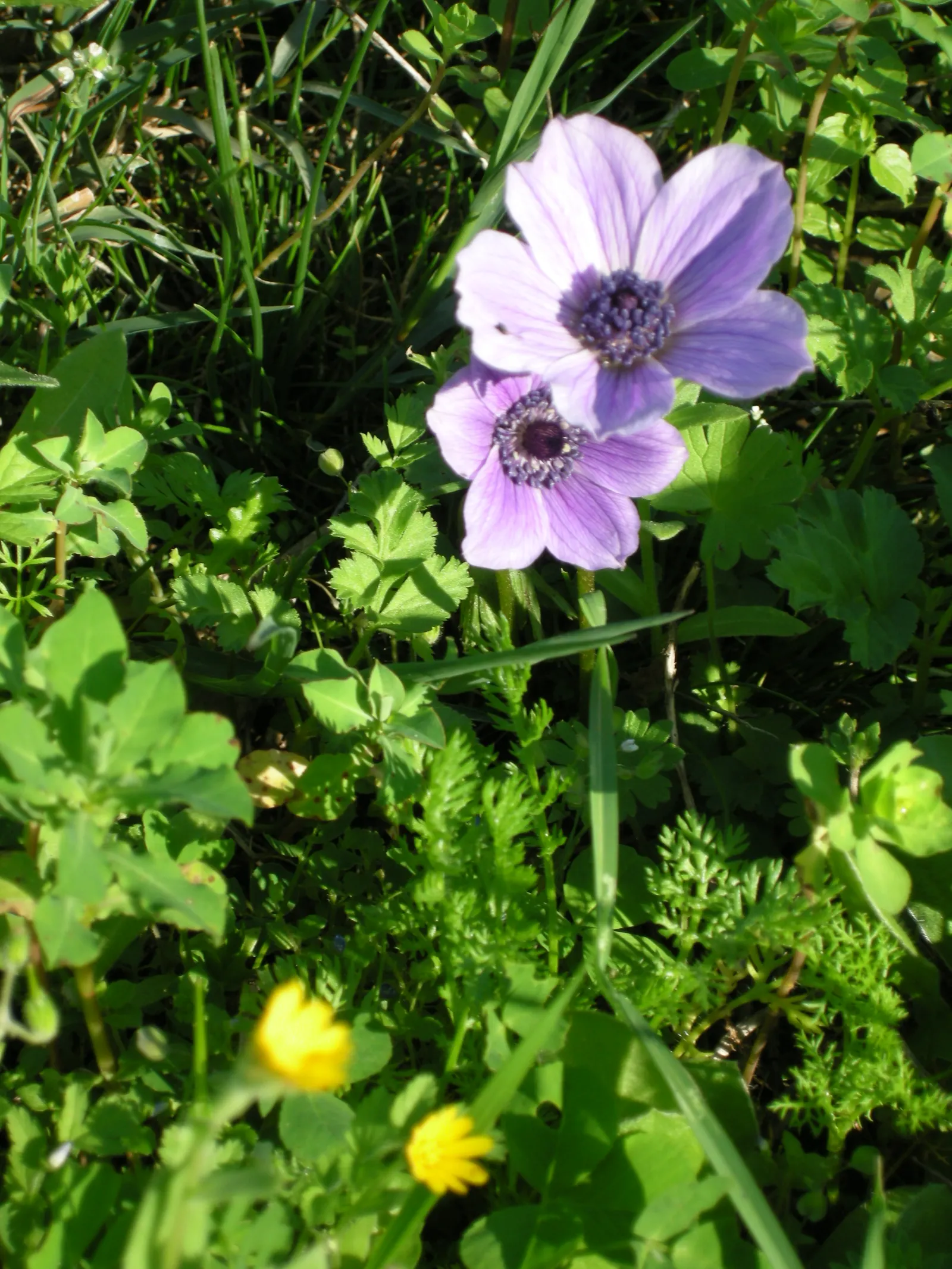 Poppy-Flowered Anemone (Anemone Coronaria) — The flowers come in a variety of hues including red