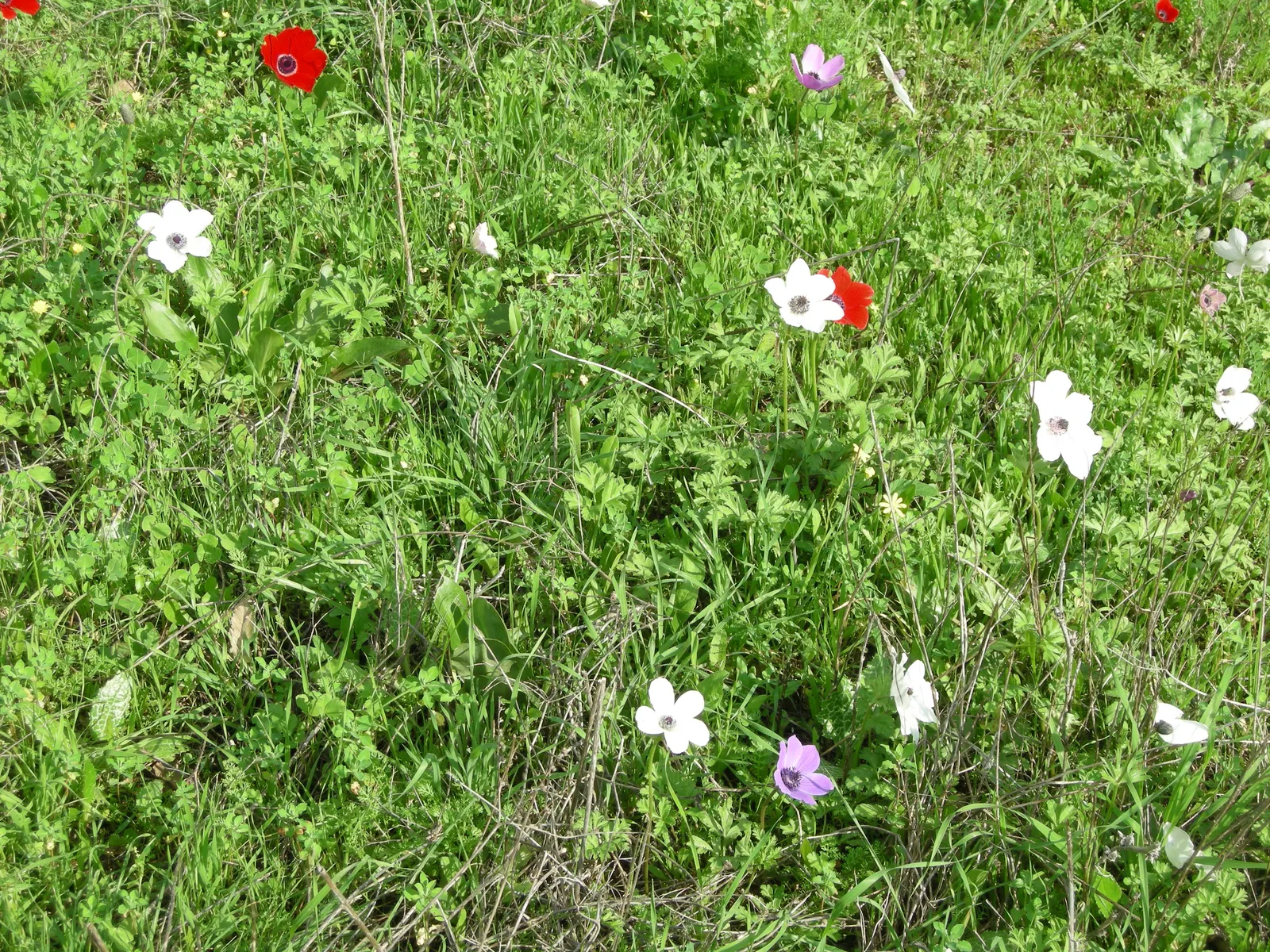 Poppy-Flowered Anemone (Anemone Coronaria) — scientifically known as Anemone coronaria