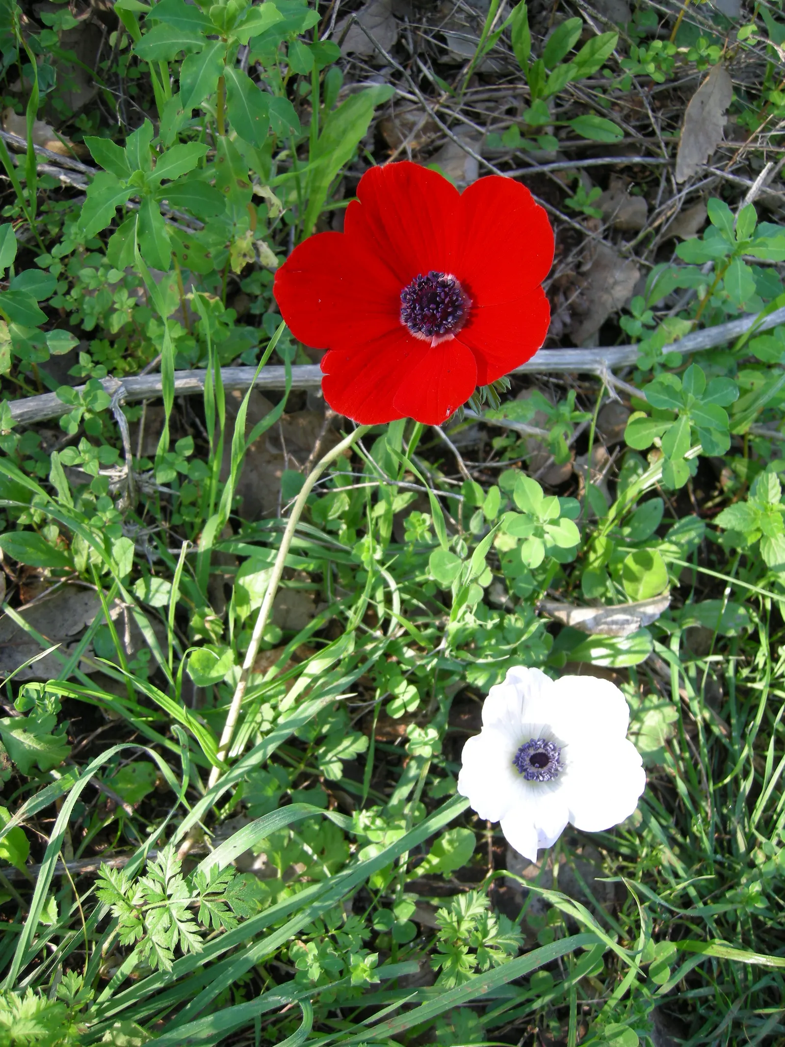 Poppy-Flowered Anemone (Anemone Coronaria) — annual / perennial for full or half