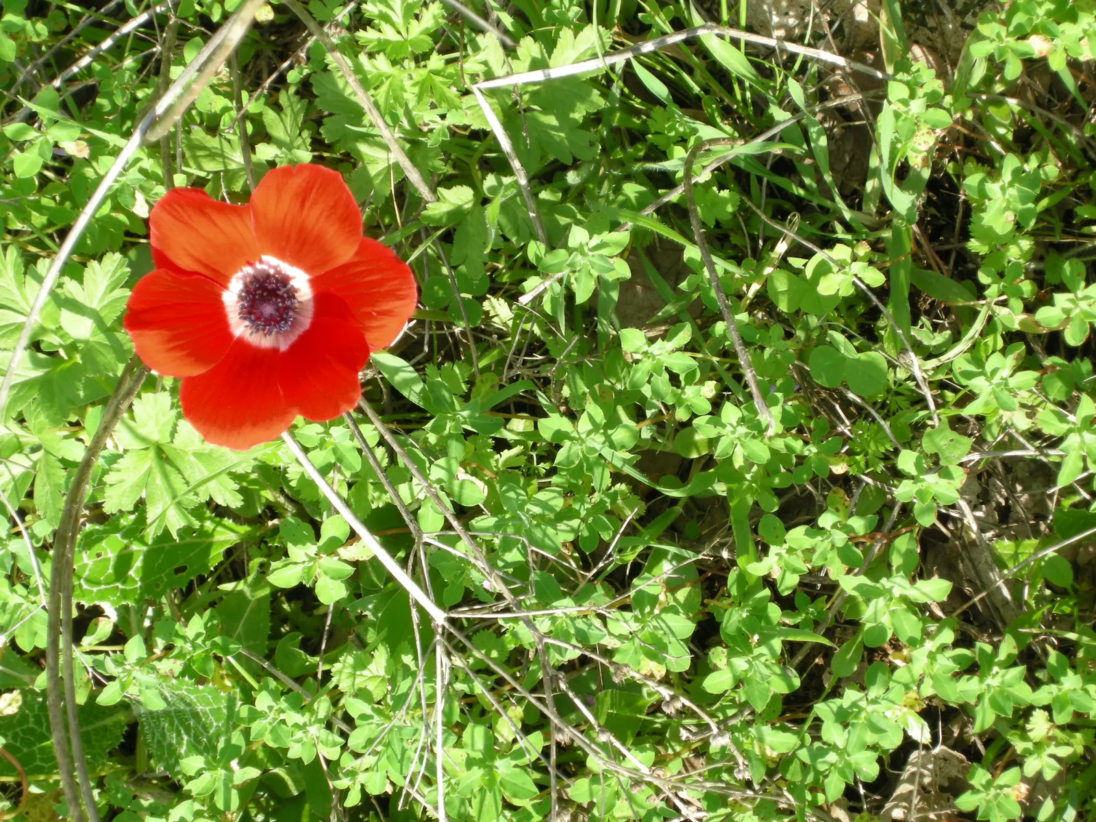 Poppy-Flowered Anemone (Anemone Coronaria) — annual / perennial with blue blooms; the foliage is finely dissected