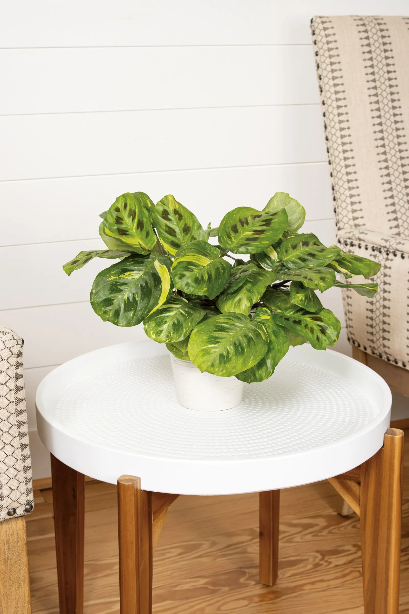 Say Grace™ Prayer Plant (Maranta hybrid) — The Maranta hybrid is a tropical houseplant with smooth