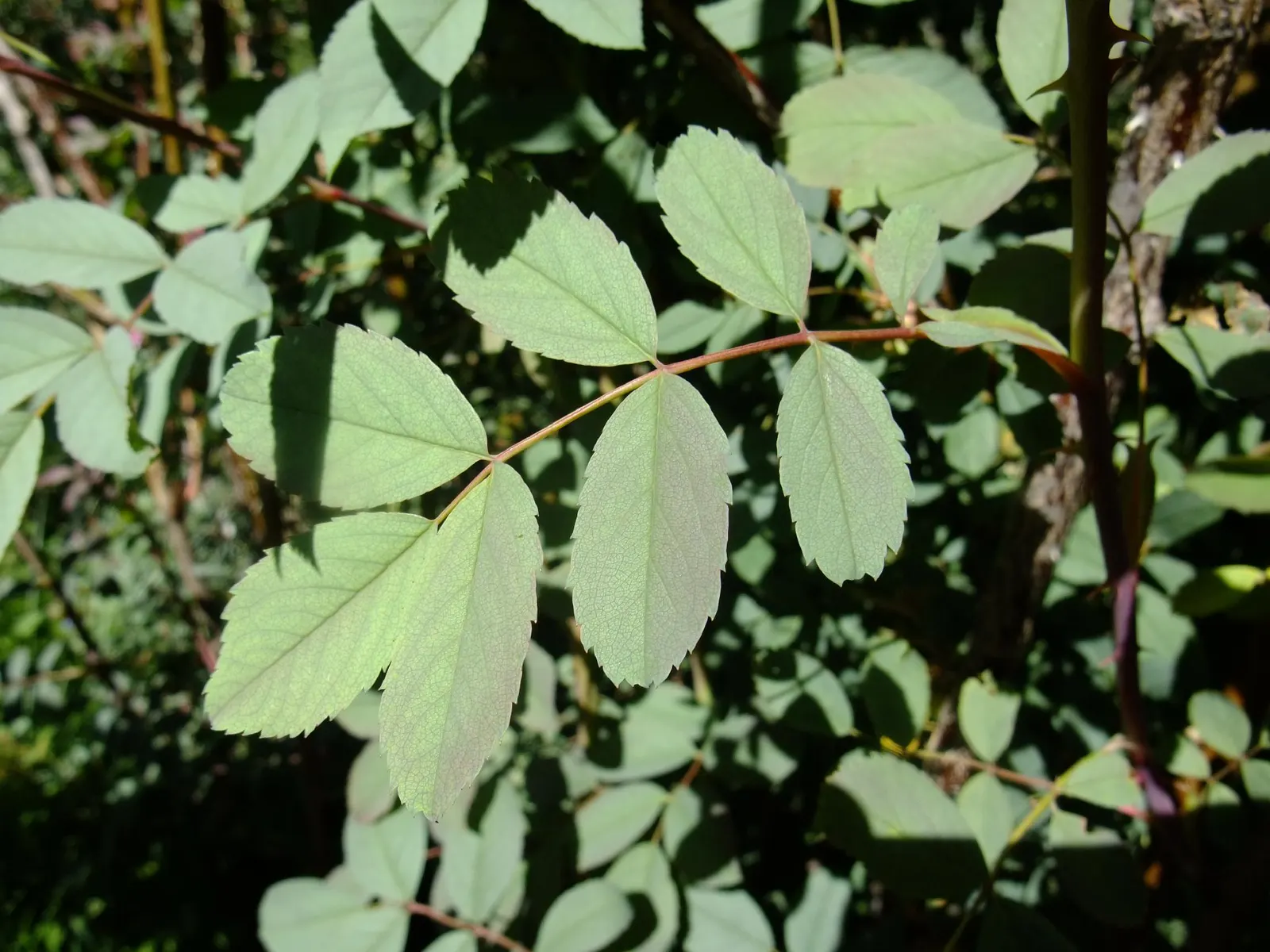 Red-Leaved Rose (Rosa Glauca) — is a striking shrub that brings a touch of unique color to any landscape design; *Rosa glauca* (Red-leaved Rose), image 60