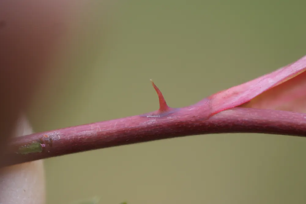 Red-Leaved Rose (Rosa Glauca) — As part of a landscape design; additionally, it's versatile in various soil types, though it prefers moderately fertile