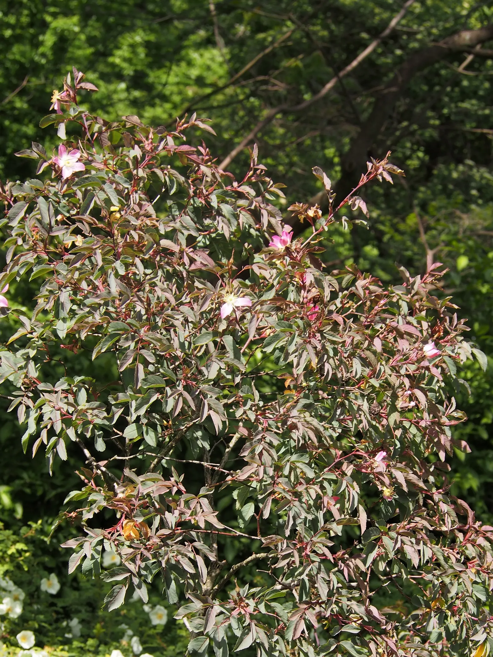 Red-Leaved Rose (Rosa Glauca) — Hardy in USDA zones 2 through 8, this rose is an excellent choice for a variety of climates