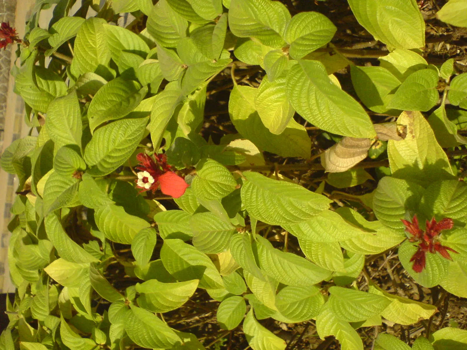 Red-Leaved Rose (Rosa Glauca) — Thrives in full sun to part shade and adaptable to various soils; zone 2-8 resistant, requires minimal care, making it an