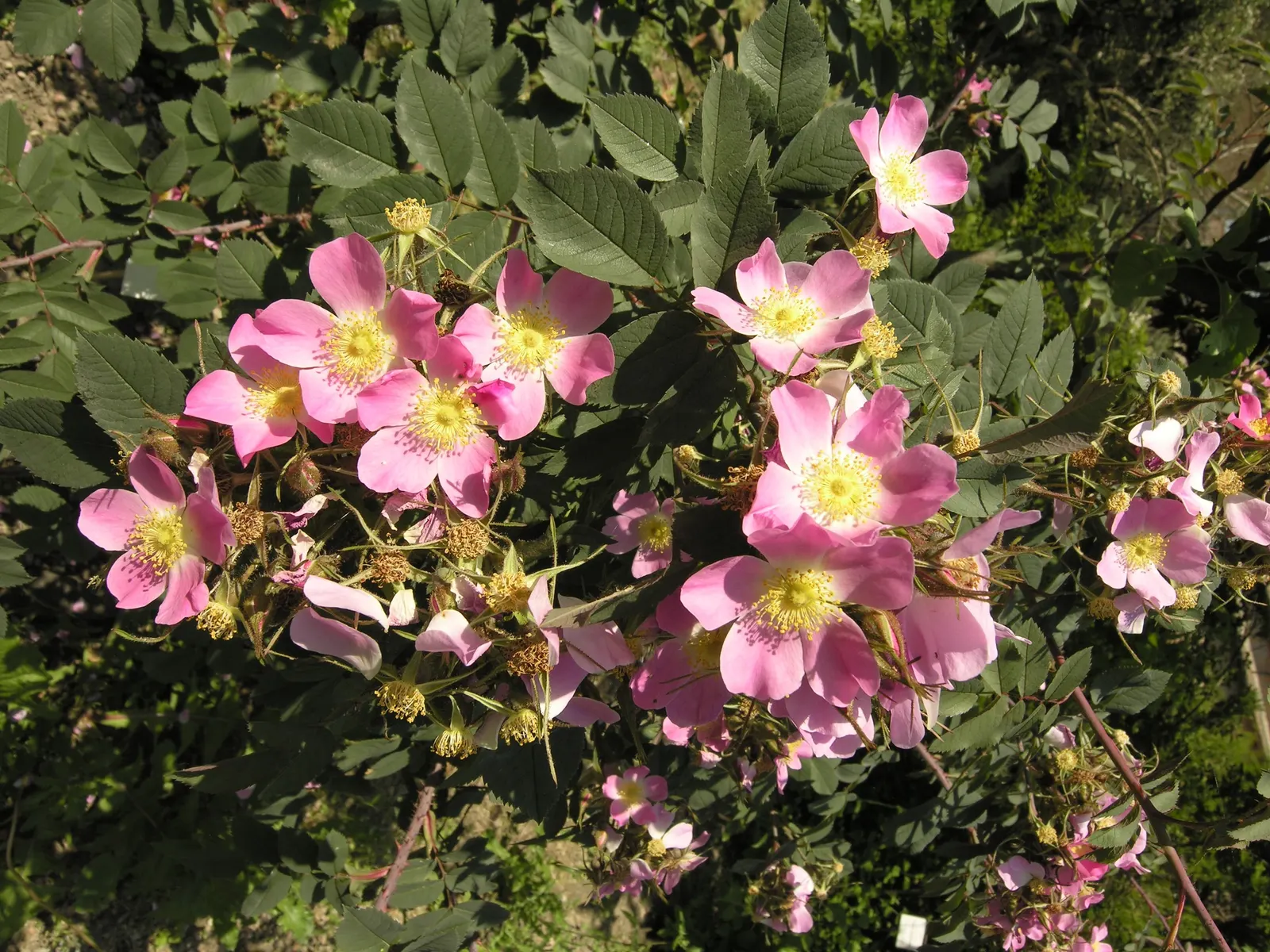 Red-Leaved Rose (Rosa Glauca) — Thrives in full sun to part shade and adaptable to various soils