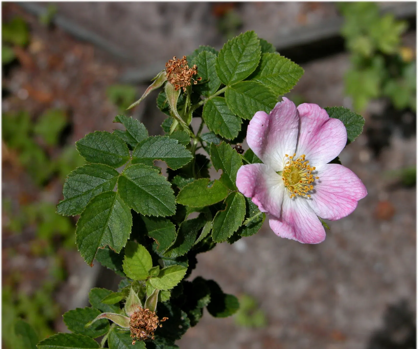 Red-Leaved Rose (Rosa Glauca) — it's recommended to space them about 4 to 6 feet apart to accommodate for their growth