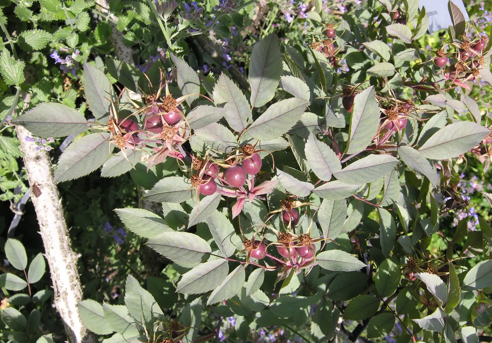 Red-Leaved Rose (Rosa Glauca) — shrub / vine for full