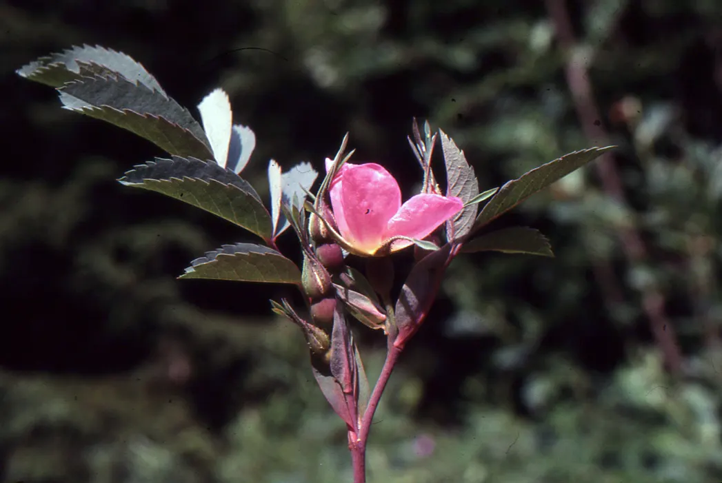 Red-Leaved Rose (Rosa Glauca) — Fall brings decorative red hips