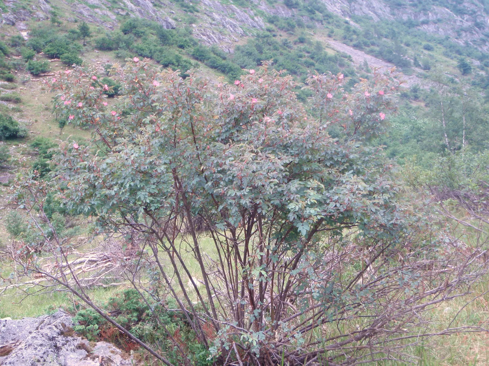 Red-Leaved Rose (Rosa Glauca) — Additionally, it's versatile in various soil types, though it prefers moderately fertile conditions; <br><br>Adding to its