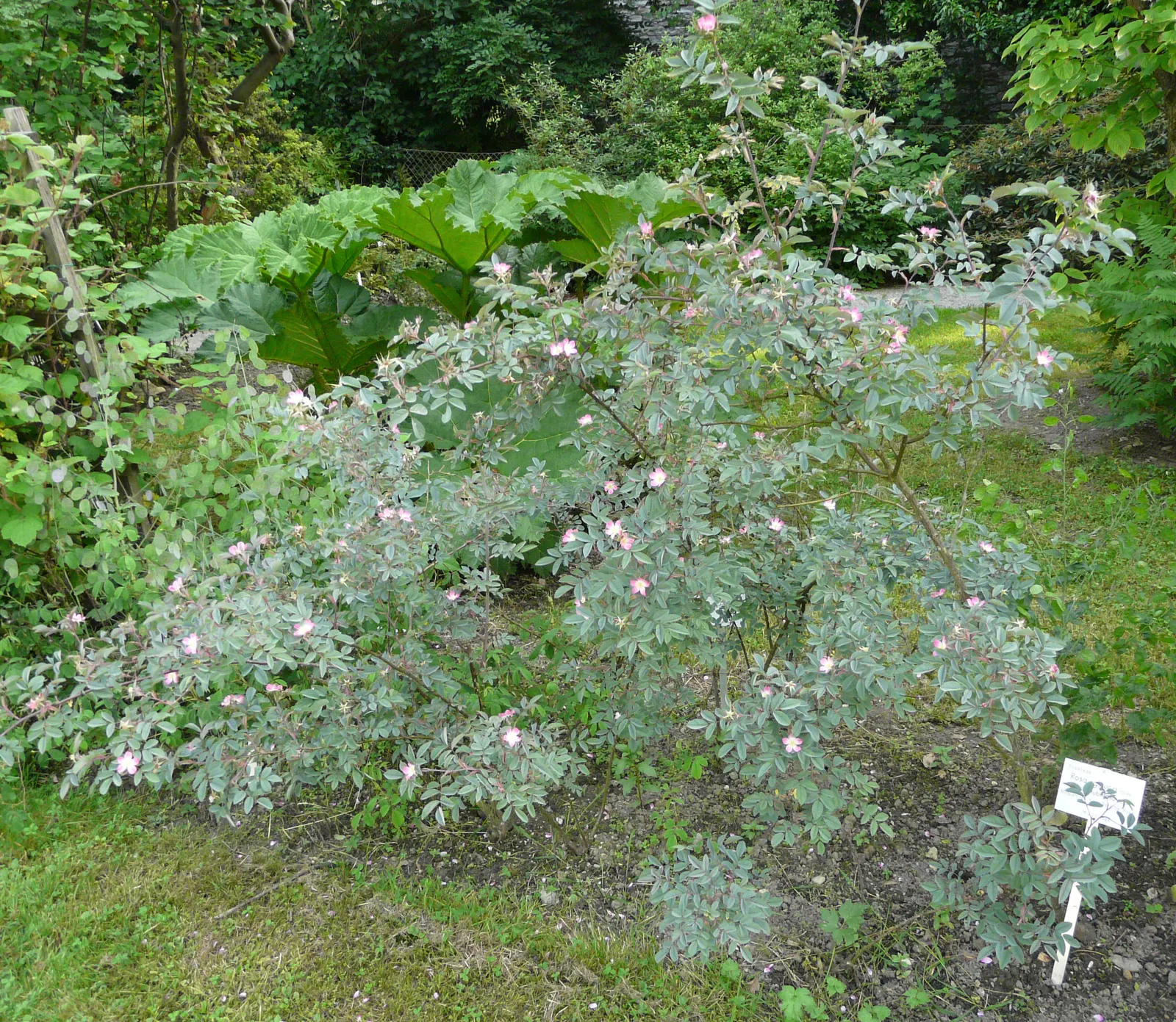Red-Leaved Rose (Rosa Glauca) — which can attract birds and other wildlife; shrub / vine for full