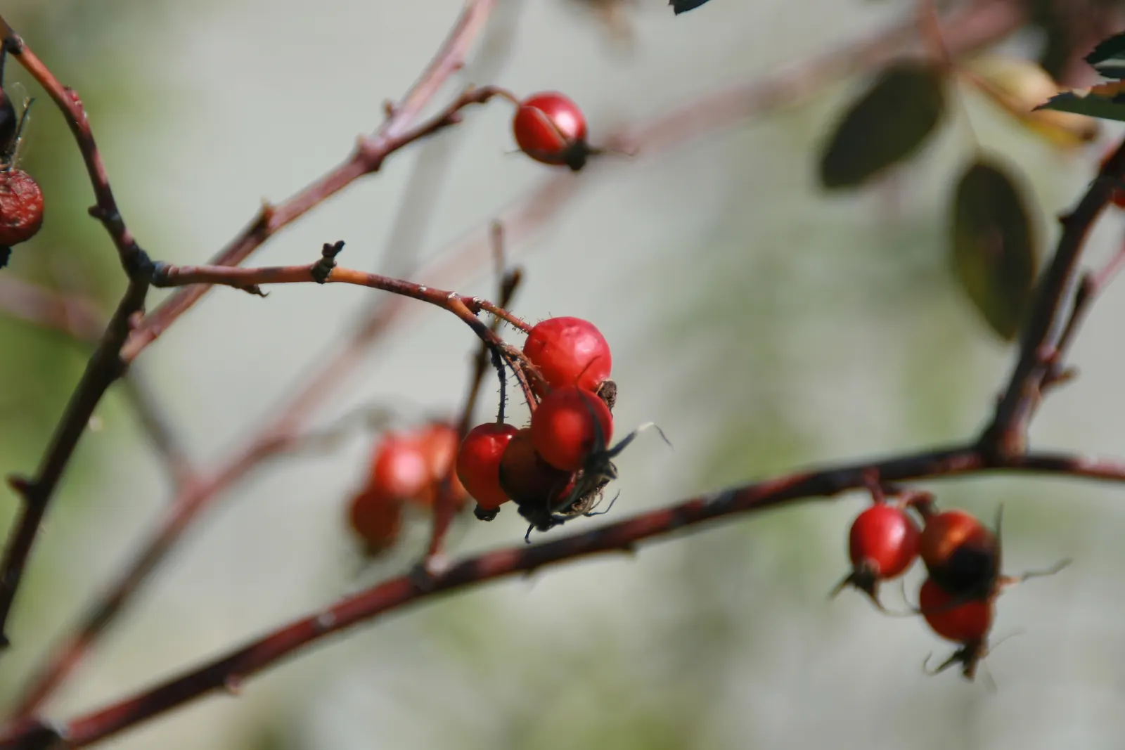 Red-Leaved Rose (Rosa Glauca) — As part of a landscape design