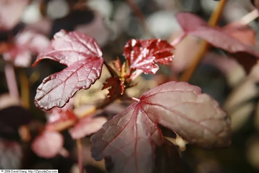 Red-Leaved Rose (Rosa Glauca) — Zone 2-8 resistant, requires minimal care, making it an alluring, low-maintenance choice for any landscape