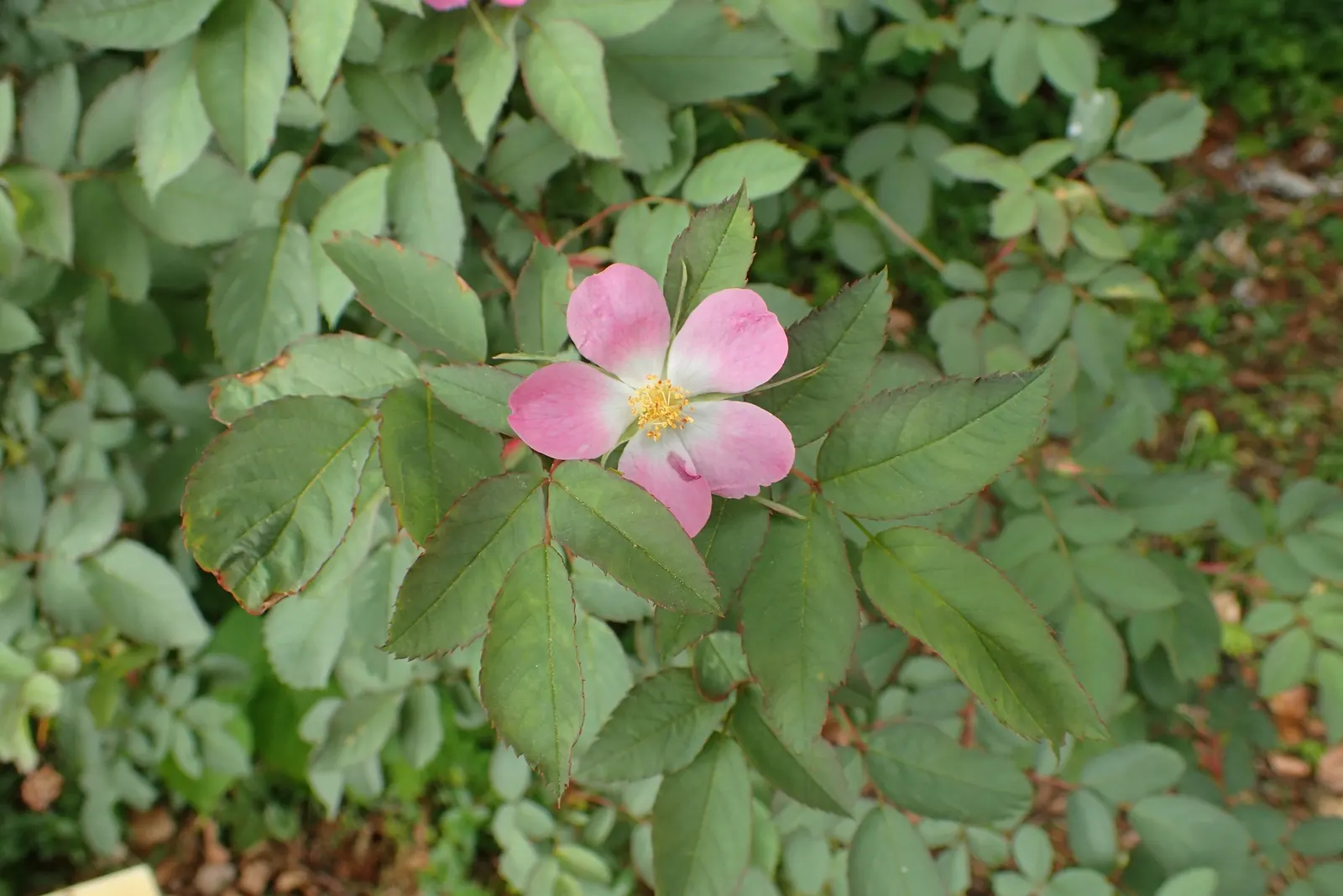 Red-Leaved Rose (Rosa Glauca) — <br><br>Adding to its appeal; it can reach a mature height of approximately 6 to 8 feet with a similar spread, image 69