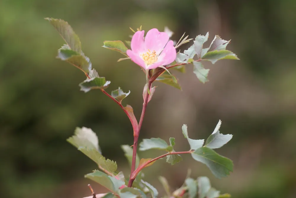 Red-Leaved Rose (Rosa Glauca) — commonly referred to as the Red-leaved Rose; adding an ecological benefit to its aesthetic charm, image 59