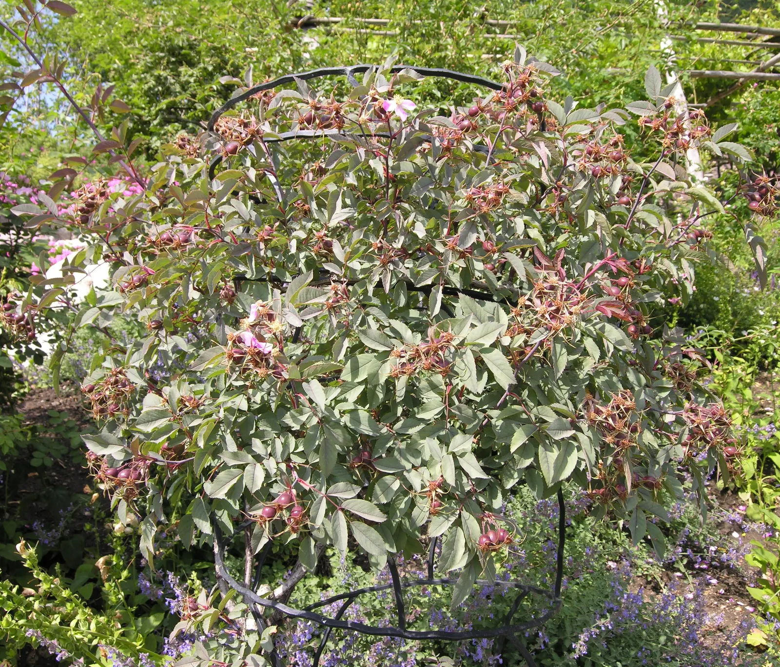 Red-Leaved Rose (Rosa Glauca) — it's perfect for informal hedges or naturalistic settings; bright red hips in the fall