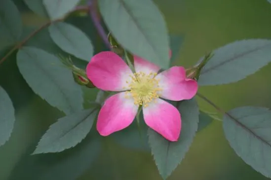 Red-Leaved Rose (Rosa Glauca) — commonly referred to as the Red-leaved Rose; adding an ecological benefit to its aesthetic charm