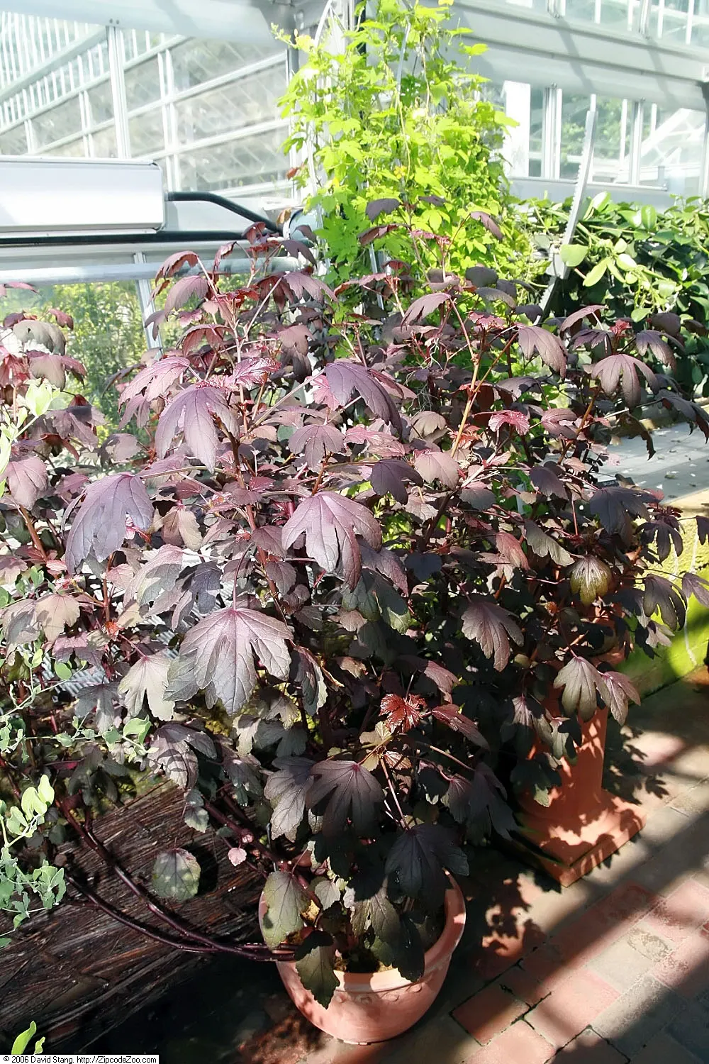 Red-Leaved Rose (Rosa Glauca) — It can reach a mature height of approximately 6 to 8 feet with a similar spread