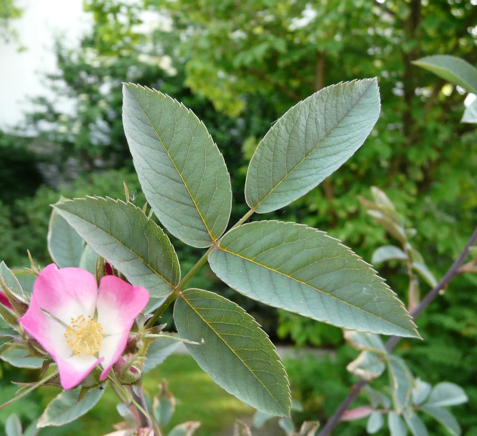 Red-Leaved Rose (Rosa Glauca) — shrub / vine for full; hardy in USDA zones 2 through 8, this rose is an excellent choice for a variety of climates