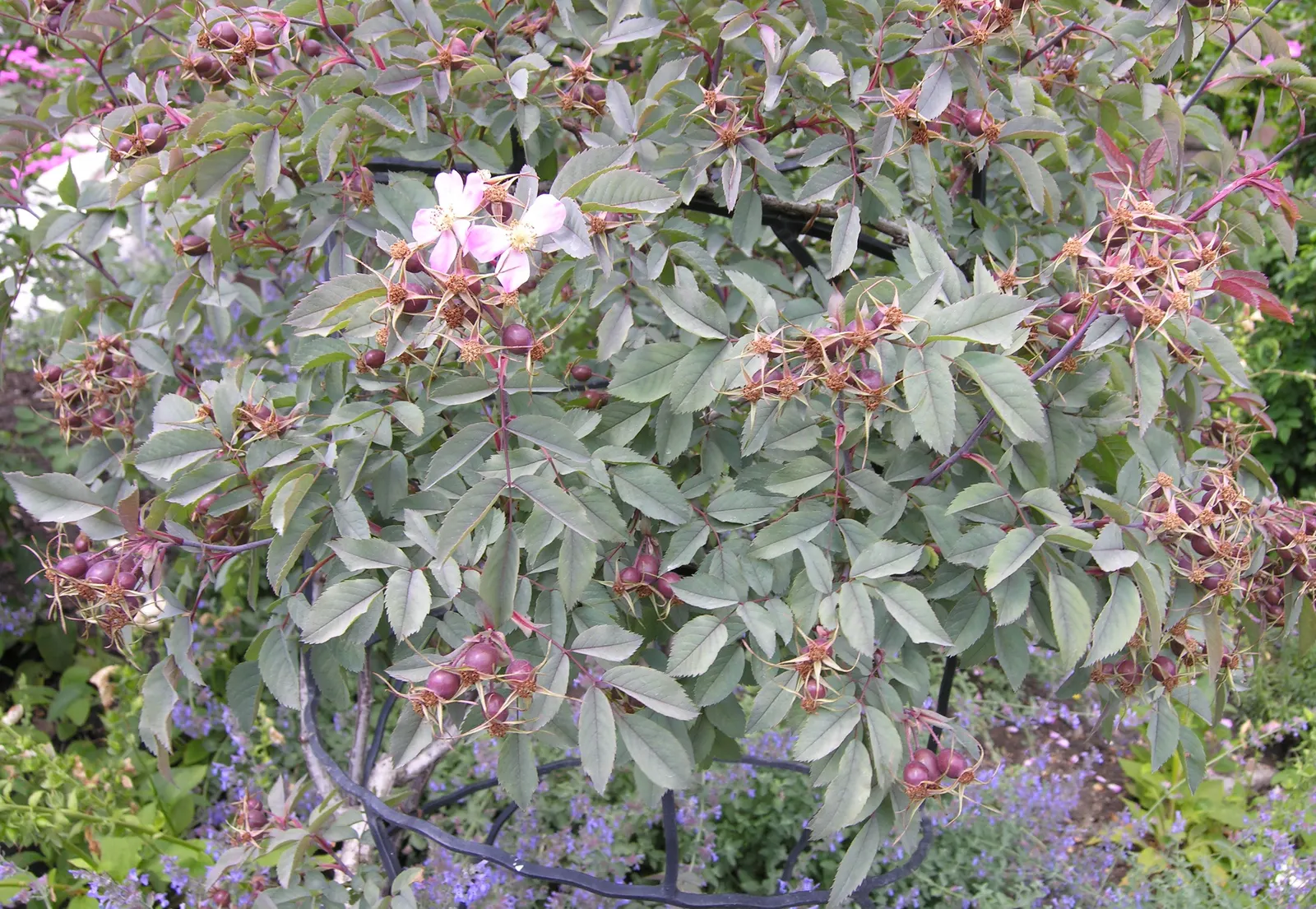 Red-Leaved Rose (Rosa Glauca) — Known for its glaucous blue-green foliage with purplish-red overtones; is a striking shrub that brings a touch of unique color