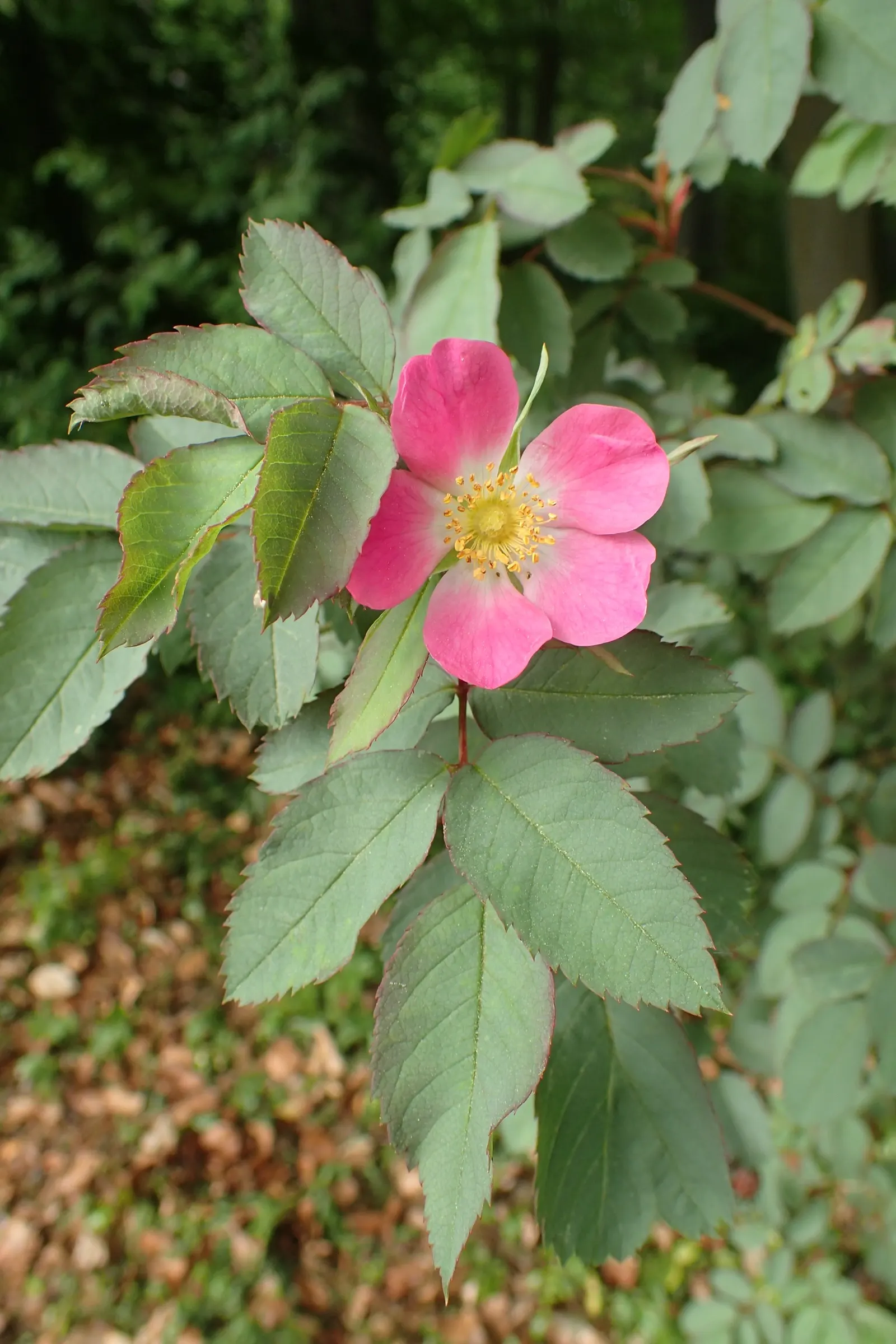 Red-Leaved Rose (Rosa Glauca) — Hardy in USDA zones 2 through 8, this rose is an excellent choice for a variety of climates; a hardy shrub maxing, image 75