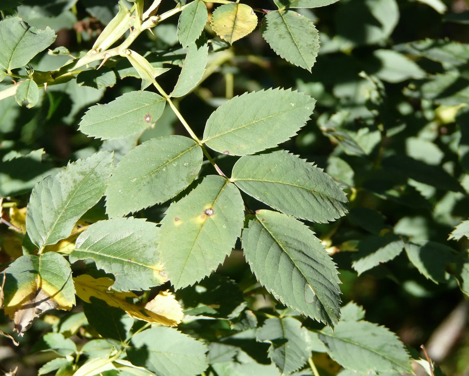 Red-Leaved Rose (Rosa Glauca) — this hardy rose species offers visual interest throughout the growing season