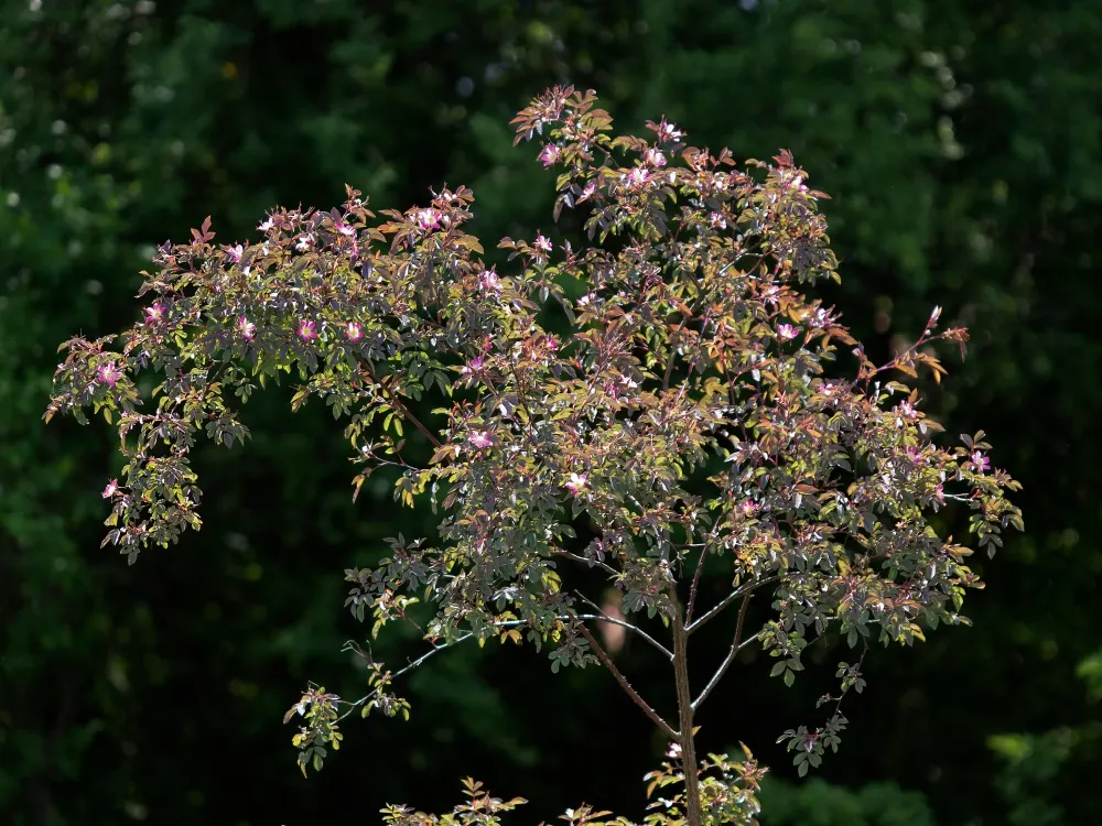Red-Leaved Rose (Rosa Glauca) — it's recommended to space them about 4 to 6 feet apart to accommodate for their growth; thrives in full sun to part shade and