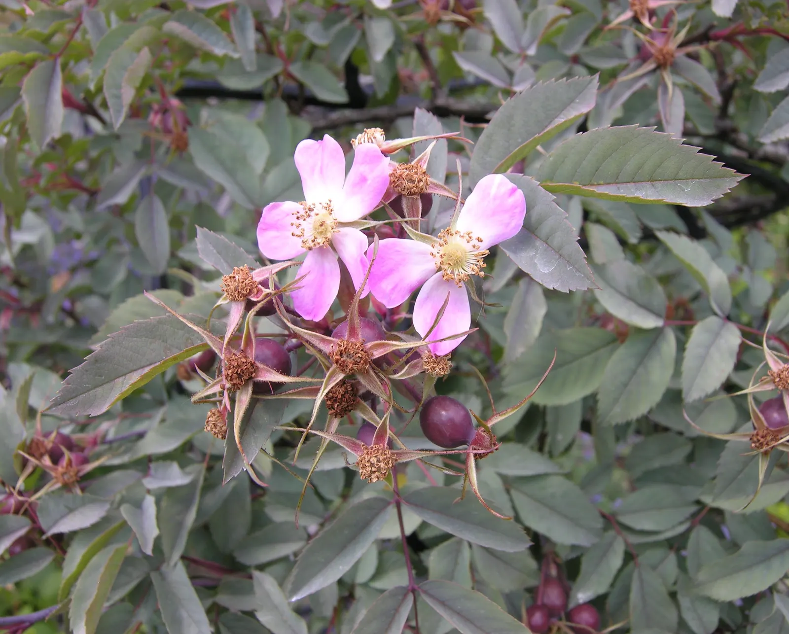 Red-Leaved Rose (Rosa Glauca) — Additionally, it's versatile in various soil types, though it prefers moderately fertile conditions; <br><br>Adding, image 66